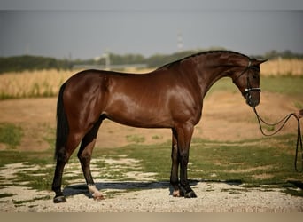 Cheval de sport hongrois, Hongre, 5 Ans, 168 cm, Bai