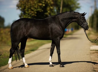 Cheval de sport hongrois, Hongre, 5 Ans, 168 cm, Noir