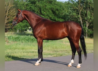 Cheval de sport hongrois, Hongre, 5 Ans, 171 cm, Bai