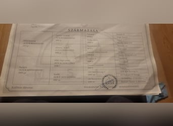 Cheval de sport hongrois, Hongre, 5 Ans, 171 cm, Bai