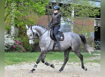 Cheval de sport hongrois, Hongre, 5 Ans, 171 cm, Gris