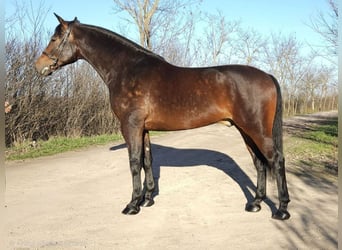 Cheval de sport hongrois, Hongre, 5 Ans, 173 cm, Bai