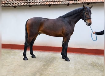 Cheval de sport hongrois, Hongre, 5 Ans, 173 cm