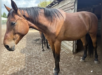 Cheval de sport hongrois, Hongre, 5 Ans, 176 cm, Bai