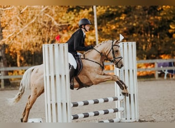 Cheval de sport hongrois Croisé, Hongre, 6 Ans, 144 cm, Palomino