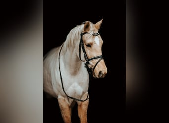 Cheval de sport hongrois Croisé, Hongre, 6 Ans, 144 cm, Palomino