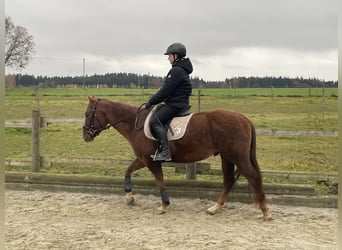 Cheval de sport hongrois, Hongre, 6 Ans, 150 cm, Alezan brûlé