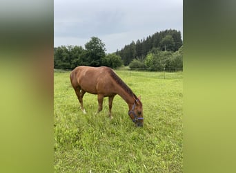 Cheval de sport hongrois, Hongre, 6 Ans, 150 cm, Alezan brûlé