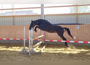 Cheval de sport hongrois, Hongre, 6 Ans, 150 cm, Noir