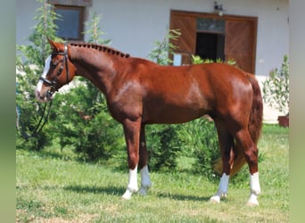 Cheval de sport hongrois Croisé, Hongre, 6 Ans, 152 cm