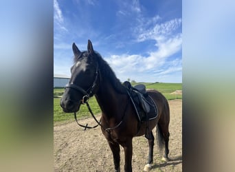Cheval de sport hongrois, Hongre, 6 Ans, 155 cm, Noir