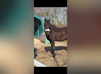 Cheval de sport hongrois, Hongre, 6 Ans, 158 cm, Noir