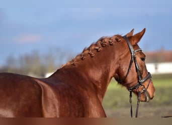 Cheval de sport hongrois, Hongre, 6 Ans, 160 cm, Alezan