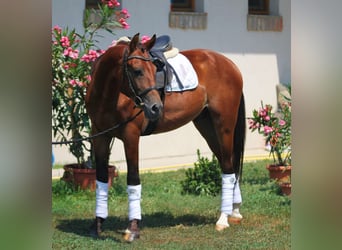 Cheval de sport hongrois, Hongre, 6 Ans, 160 cm, Bai