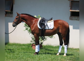 Cheval de sport hongrois, Hongre, 6 Ans, 160 cm, Bai