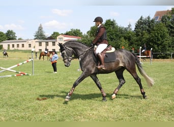 Cheval de sport hongrois, Hongre, 6 Ans, 160 cm, Gris