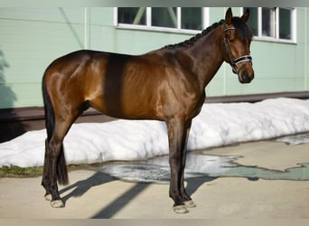 Cheval de sport hongrois, Hongre, 6 Ans, 163 cm, Bai