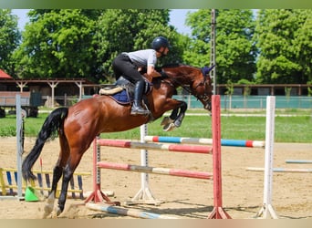 Cheval de sport hongrois, Hongre, 6 Ans, 165 cm, Bai cerise