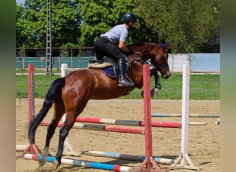 Cheval de sport hongrois, Hongre, 6 Ans, 165 cm, Bai cerise