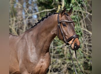 Cheval de sport hongrois, Hongre, 6 Ans, 165 cm, Bai cerise