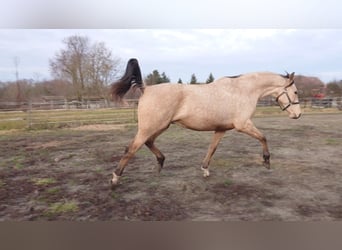 Cheval de sport hongrois, Hongre, 6 Ans, 165 cm, Buckskin