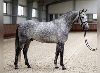 Cheval de sport hongrois, Hongre, 6 Ans, 165 cm, Gris