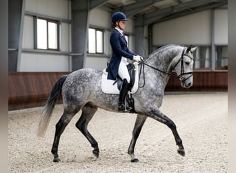 Cheval de sport hongrois, Hongre, 6 Ans, 165 cm, Gris