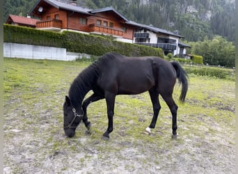 Cheval de sport hongrois, Hongre, 6 Ans, 165 cm, Noir