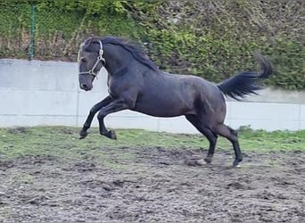 Cheval de sport hongrois, Hongre, 6 Ans, 165 cm, Noir