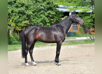 Cheval de sport hongrois, Hongre, 6 Ans, 172 cm, Bai brun