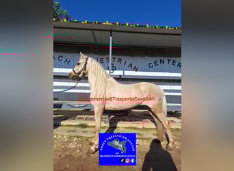 Cheval de sport hongrois, Hongre, 7 Ans, 135 cm, Palomino