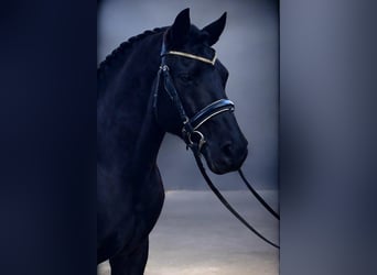 Cheval de sport hongrois, Hongre, 7 Ans, 143 cm, Noir