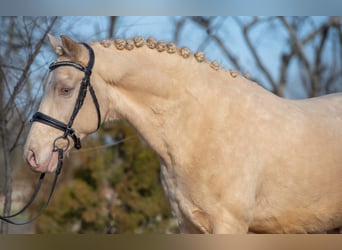 Cheval de sport hongrois, Hongre, 7 Ans, 150 cm