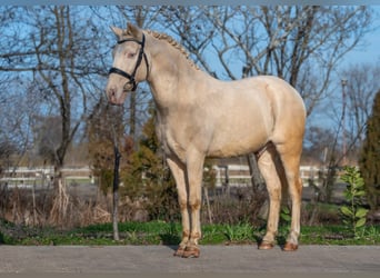 Cheval de sport hongrois, Hongre, 7 Ans, 150 cm