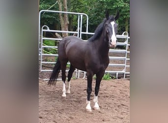 Cheval de sport hongrois, Hongre, 7 Ans, 150 cm, Noir