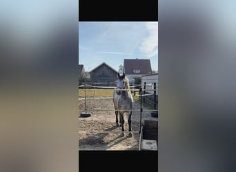 Cheval de sport hongrois, Hongre, 7 Ans, 155 cm, Gris pommelé