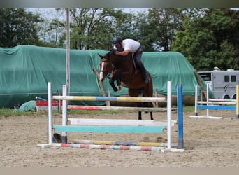 Cheval de sport hongrois, Hongre, 7 Ans, 163 cm, Bai cerise