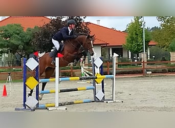 Cheval de sport hongrois, Hongre, 7 Ans, 163 cm, Bai cerise