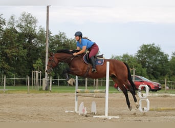 Cheval de sport hongrois, Hongre, 7 Ans, 163 cm, Bai cerise