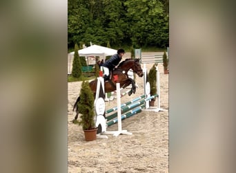 Cheval de sport hongrois, Hongre, 7 Ans, 165 cm, Bai brun