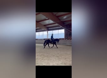 Cheval de sport hongrois, Hongre, 7 Ans, 165 cm, Bai brun