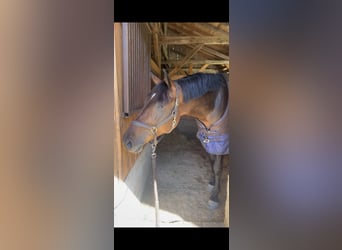 Cheval de sport hongrois, Hongre, 7 Ans, 165 cm, Bai brun