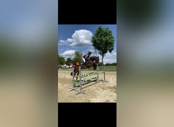 Cheval de sport hongrois, Hongre, 7 Ans, 165 cm, Bai brun