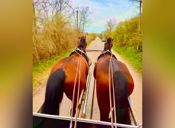 Cheval de sport hongrois, Hongre, 7 Ans, 165 cm, Bai cerise