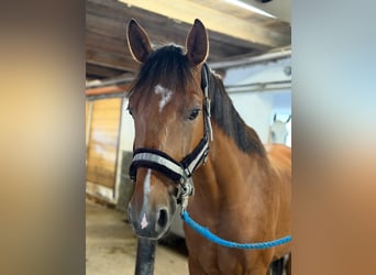 Cheval de sport hongrois, Hongre, 7 Ans, 165 cm, Bai