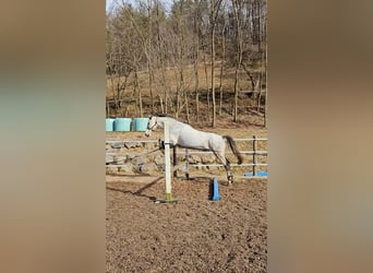 Cheval de sport hongrois Croisé, Hongre, 7 Ans, 165 cm, Gris moucheté