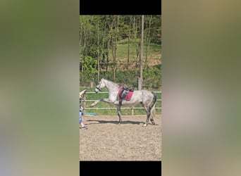 Cheval de sport hongrois Croisé, Hongre, 7 Ans, 165 cm, Gris moucheté