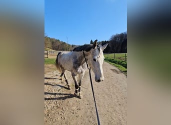 Cheval de sport hongrois Croisé, Hongre, 7 Ans, 165 cm, Gris moucheté