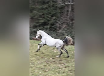 Cheval de sport hongrois Croisé, Hongre, 7 Ans, 165 cm, Gris moucheté