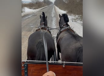 Cheval de sport hongrois, Hongre, 7 Ans, 165 cm, Noir